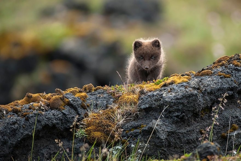 7 most cutest types of foxes
