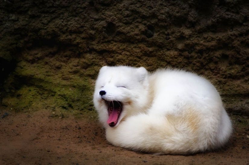 7 most cutest types of foxes