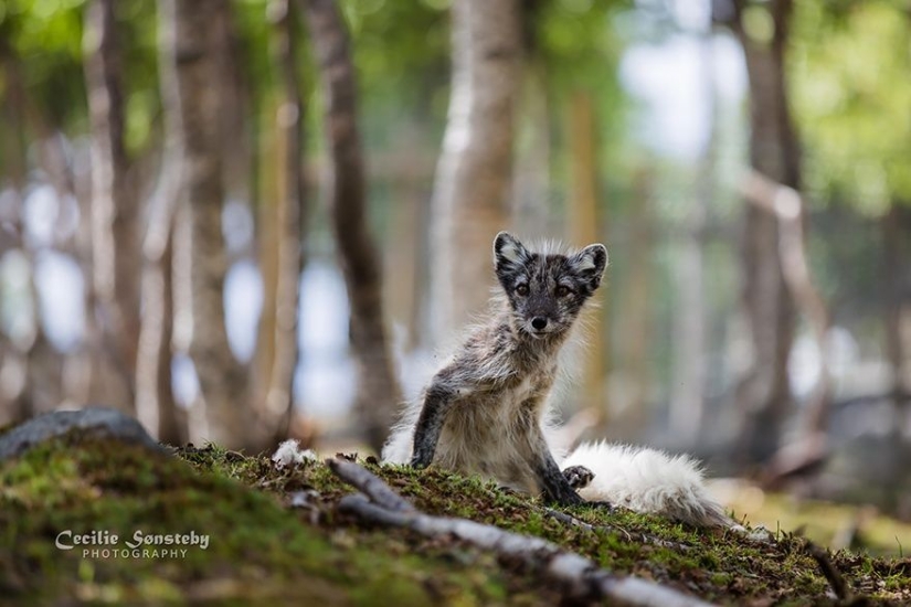 7 most cutest types of foxes