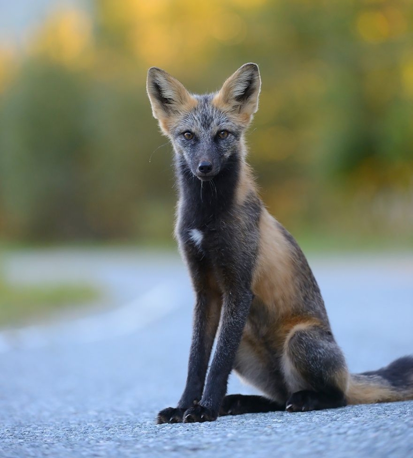 7 most cutest types of foxes