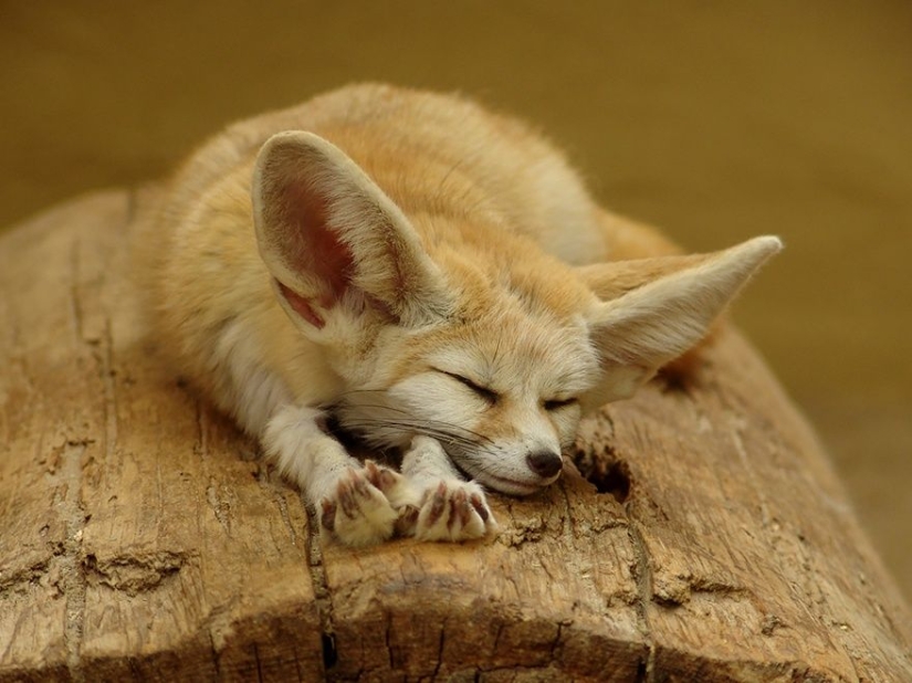 7 most cutest types of foxes