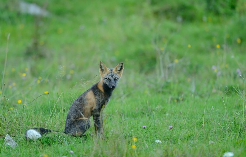 7 most cutest types of foxes