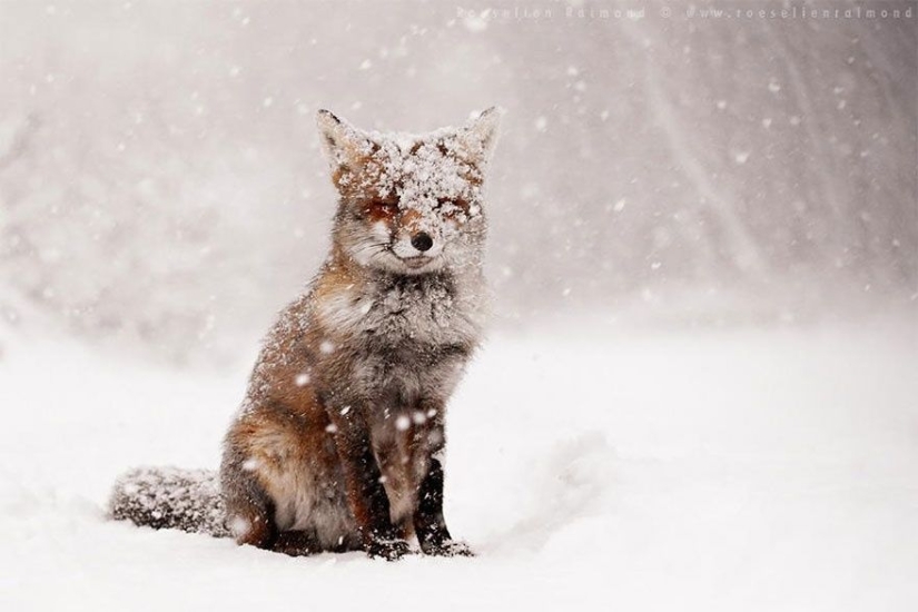 7 most cutest types of foxes