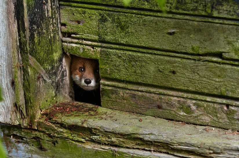 7 most cutest types of foxes