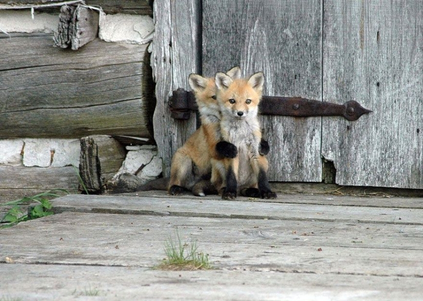 7 most cutest types of foxes