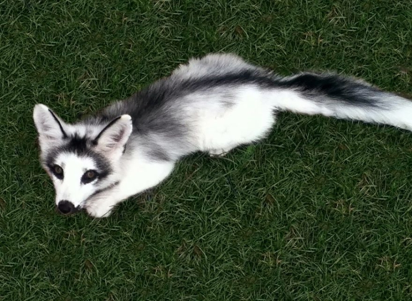 7 most cutest types of foxes