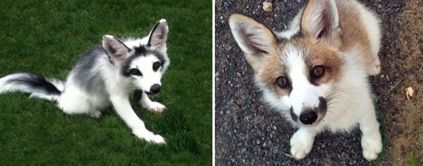 7 most cutest types of foxes