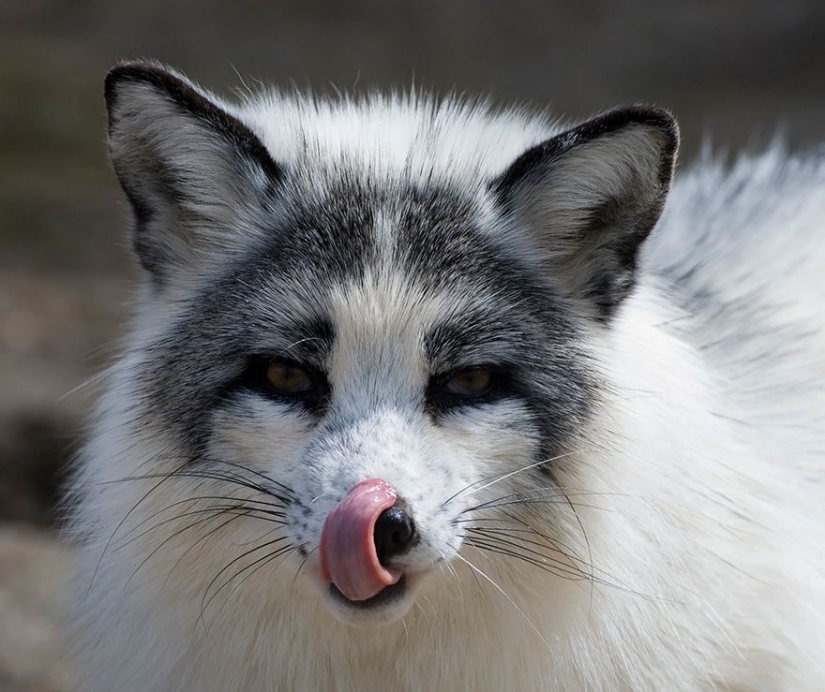 7 most cutest types of foxes