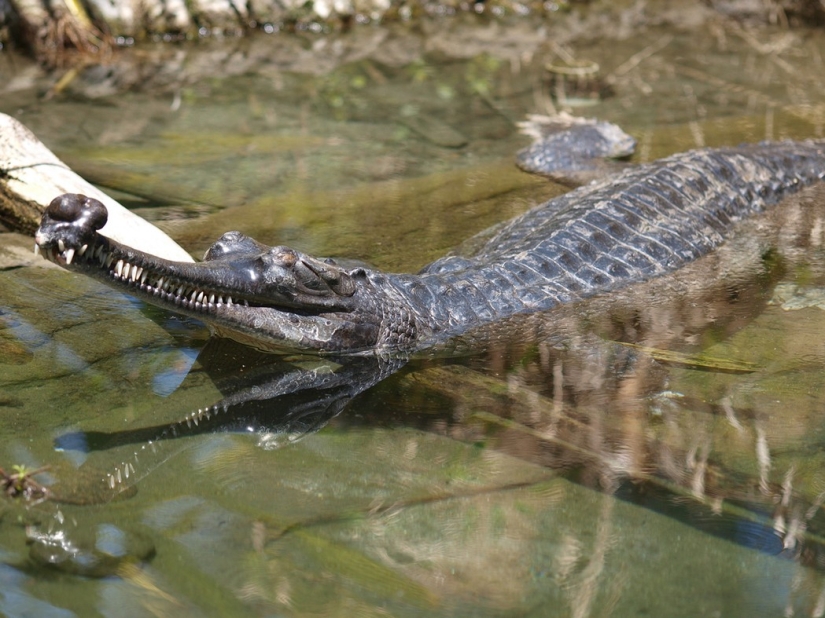7 Terrifying Animals You Shouldn't Fear 7 Terrifying Animals You Shouldn't Fear