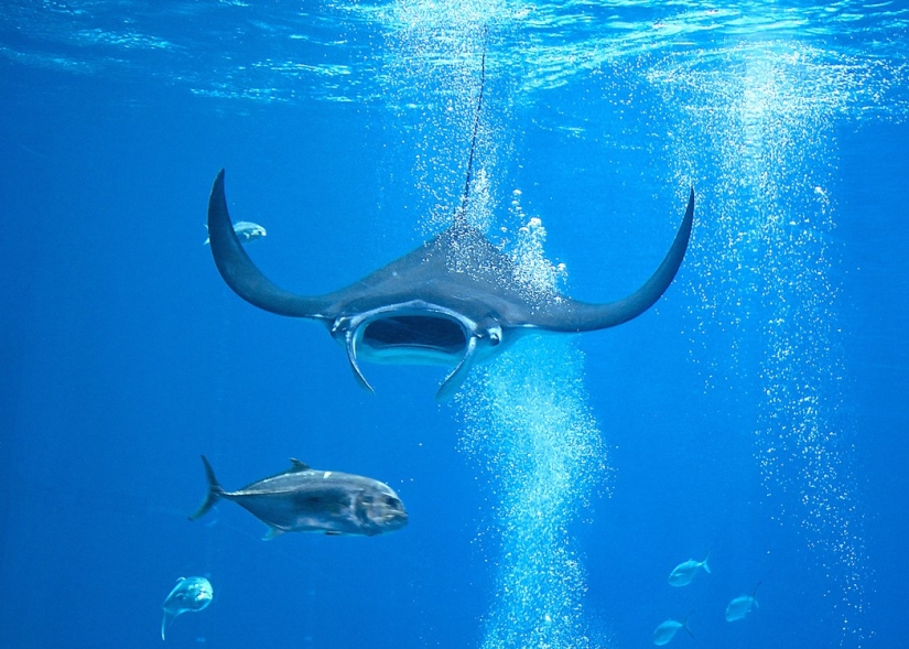 7 Terrifying Animals You Shouldn't Fear 7 Terrifying Animals You Shouldn't Fear