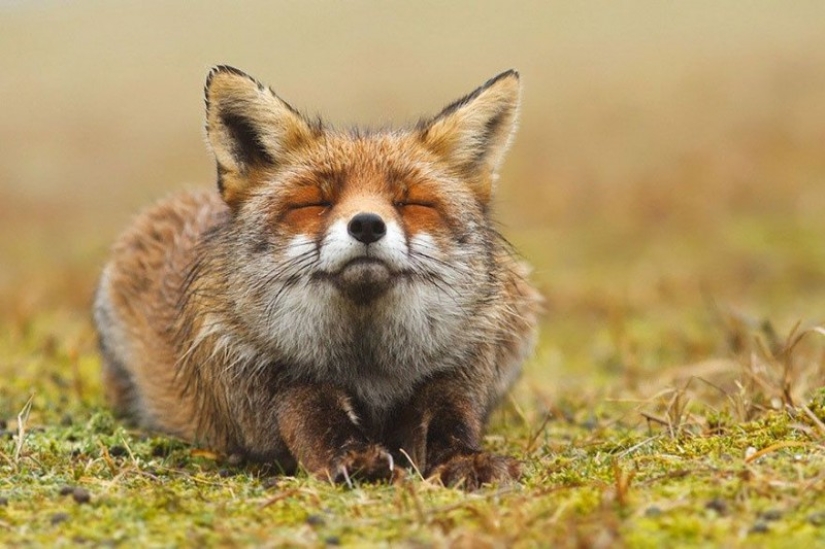 7 tipos de zorros más lindos