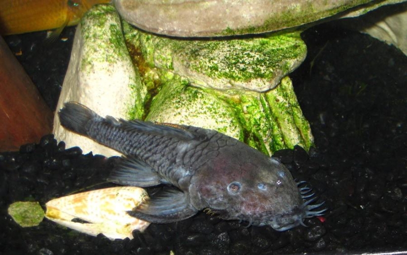 8 Animals That Look Like Other Animals Crossed With Other Animals 8 Animals That Look Like Other Animals Crossed With Other Animals