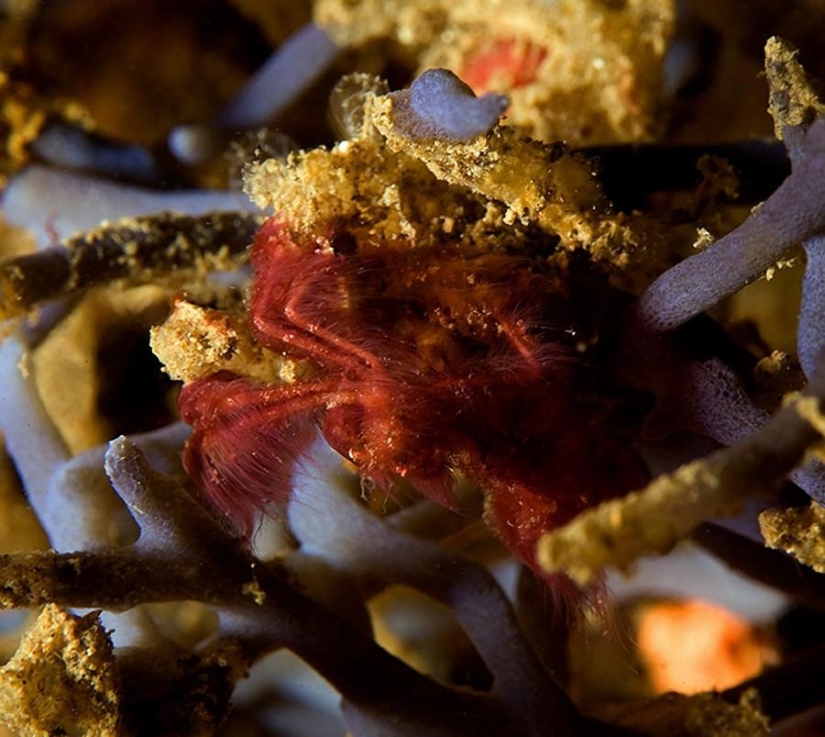 8 Animals That Look Like Other Animals Crossed With Other Animals 8 Animals That Look Like Other Animals Crossed With Other Animals