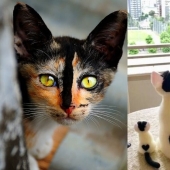 8 cats that nature has awarded with an unusual color 8 cats that nature has awarded with an unusual color