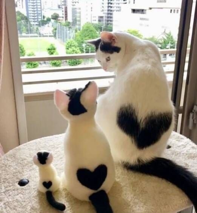 8 cats that nature has awarded with an unusual color