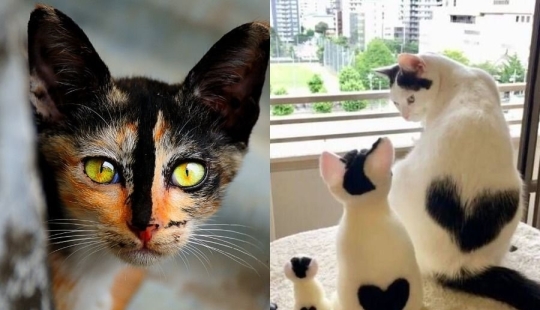 8 cats that nature has awarded with an unusual color