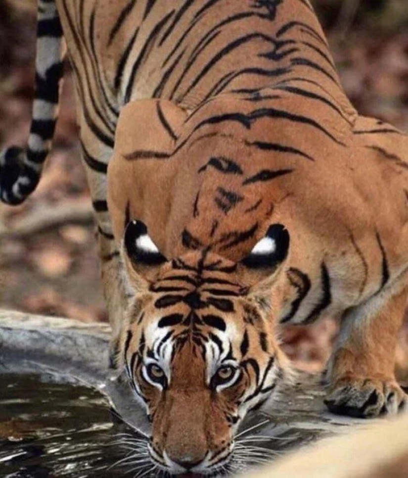 9 fotos que pueden engañar a cualquiera