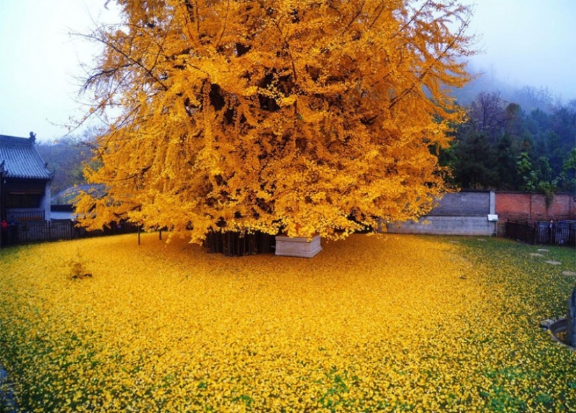 A 1400-year-old tree showered a Buddhist temple with a mountain of bright yellow leaves A 1400-year-old tree showered a Buddhist temple with a mountain of bright yellow leaves