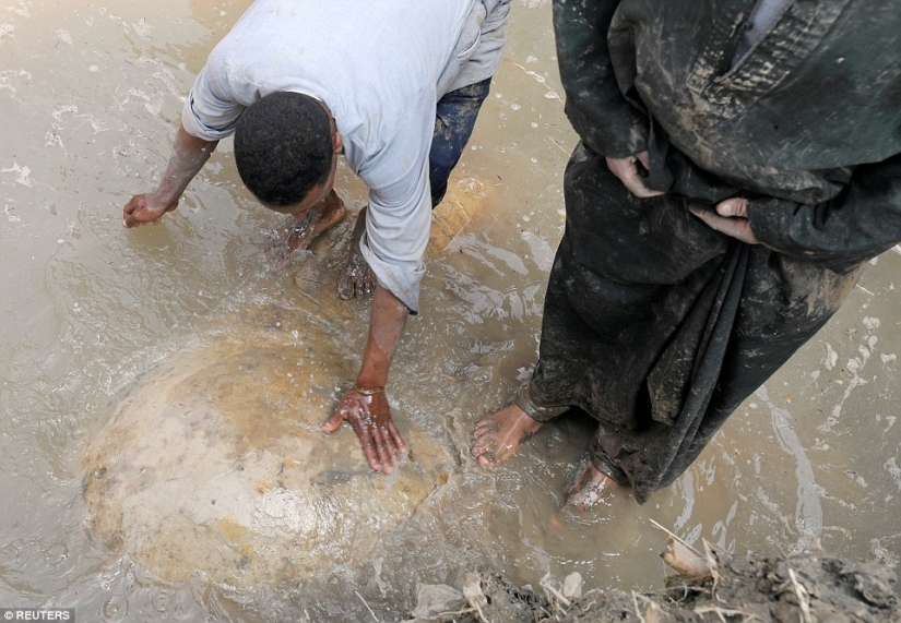 A 3,000-year-old statue of Pharaoh Ramses II has been found in Cairo