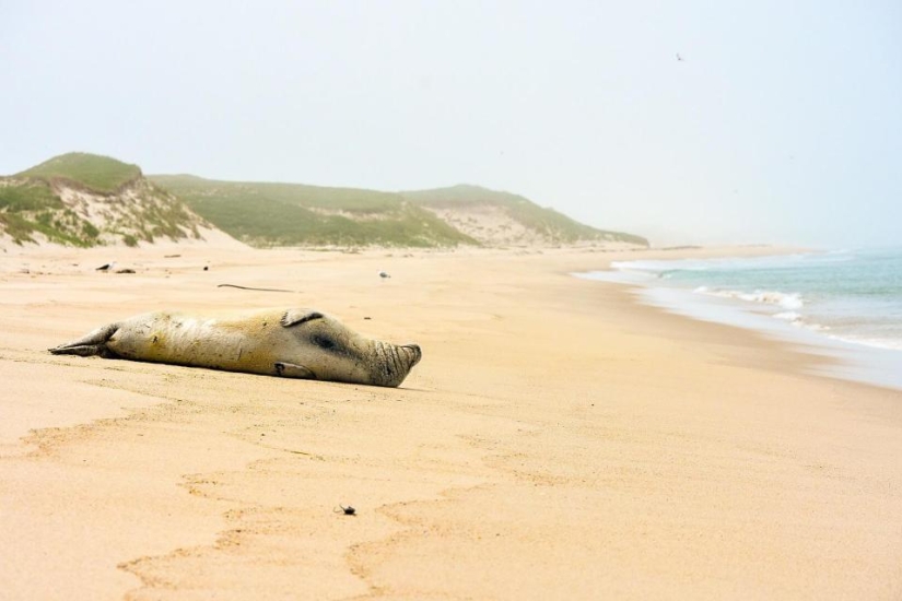 A 67-year-old woman has been living alone on a remote island for 40 years A 67-year-old woman has been living alone on a remote island for 40 years