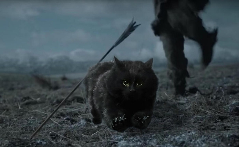 A black cat jumped onto the field during a rugby match and became a hero of the photojab