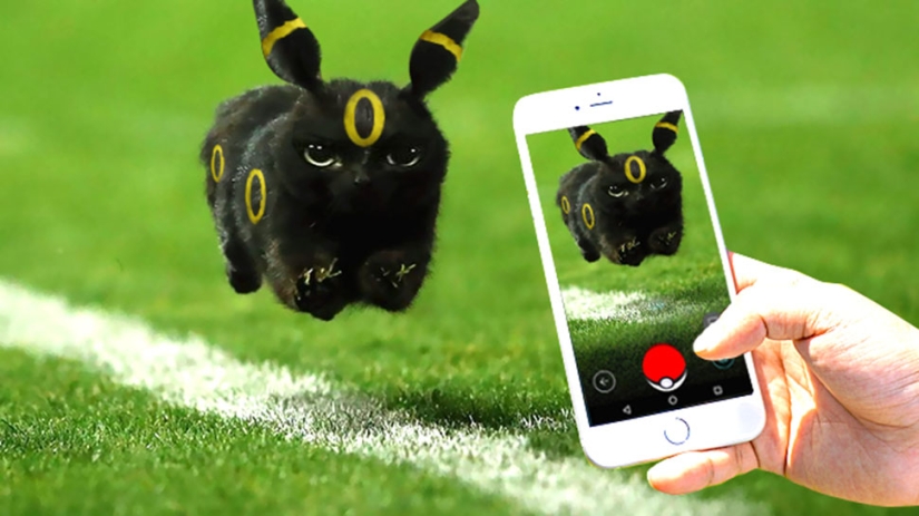 A black cat jumped onto the field during a rugby match and became a hero of the photojab