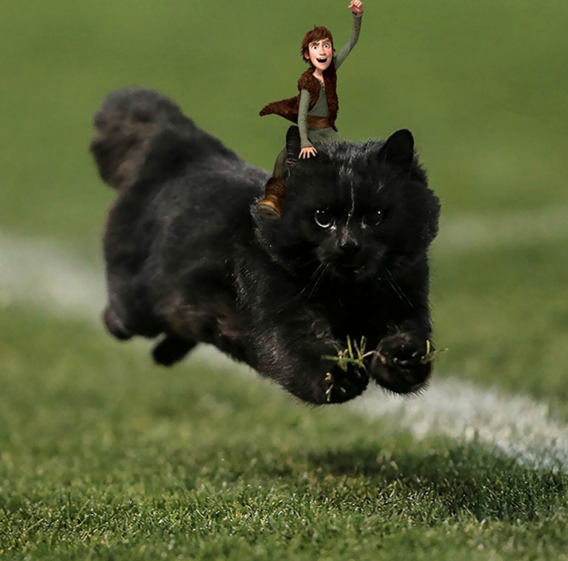 A black cat jumped onto the field during a rugby match and became a hero of the photojab