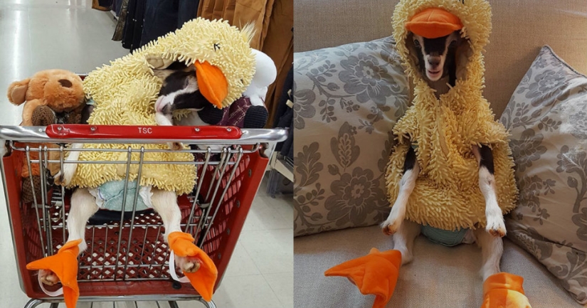 A blind goat suffering from anxiety can only calm down in its favorite duck costume