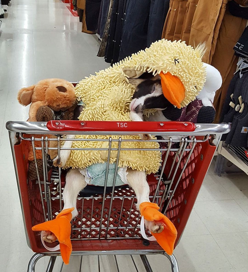 A blind goat suffering from anxiety can only calm down in its favorite duck costume A blind goat suffering from anxiety can only calm down in its favorite duck costume