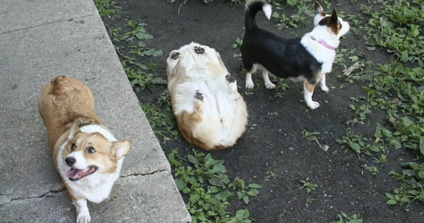 A dog can be funny: it's hard to look at these best friends of a person without a smile