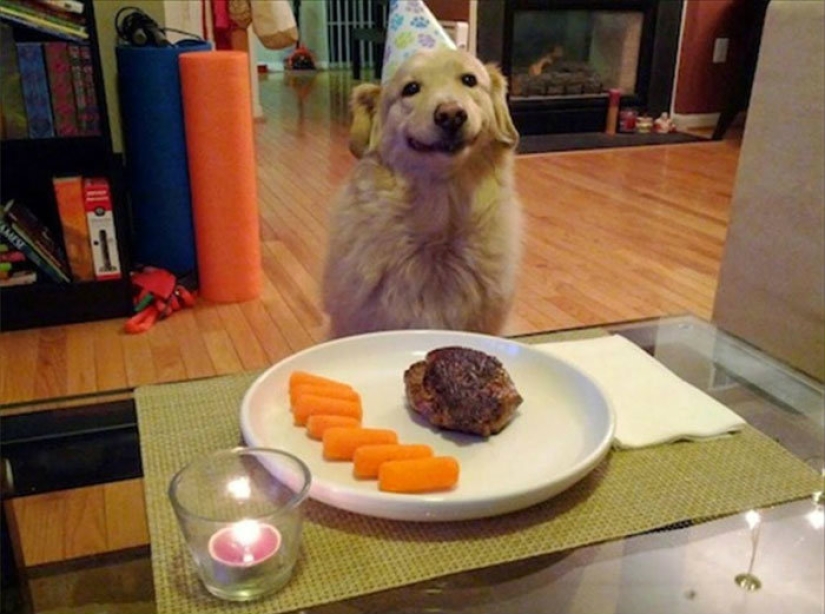 A dog can be funny: it's hard to look at these best friends of a person without a smile