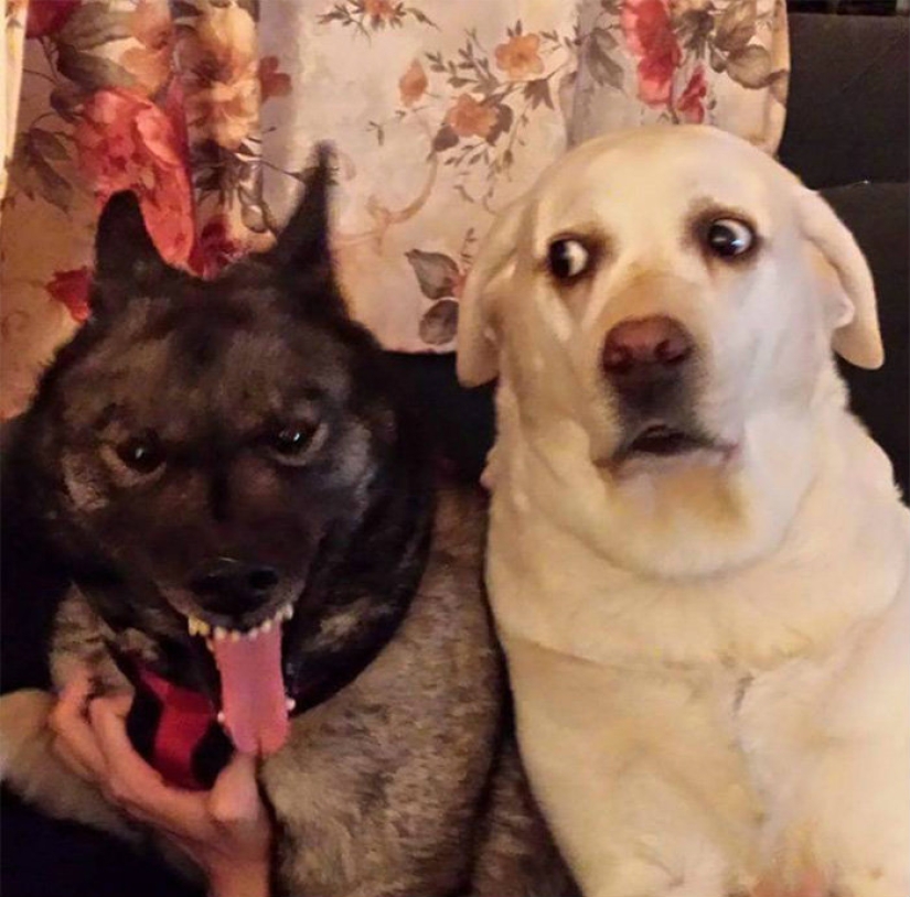 A dog can be funny: it's hard to look at these best friends of a person without a smile