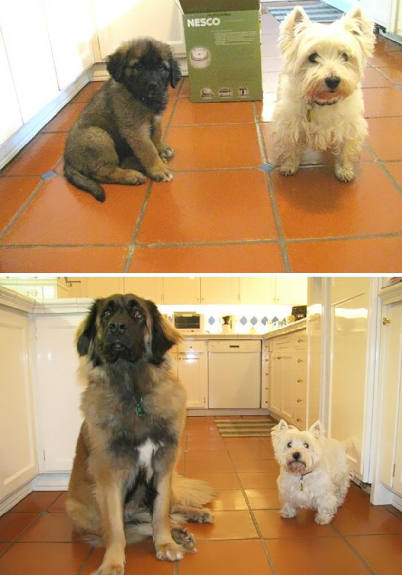 A dog can be funny: it's hard to look at these best friends of a person without a smile