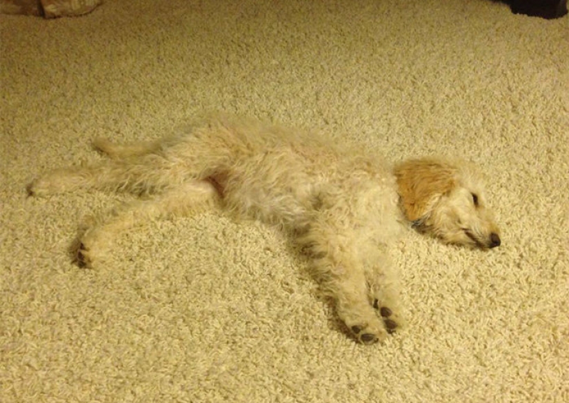 A dog can be funny: it's hard to look at these best friends of a person without a smile