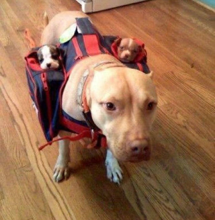 A dog can be funny: it's hard to look at these best friends of a person without a smile