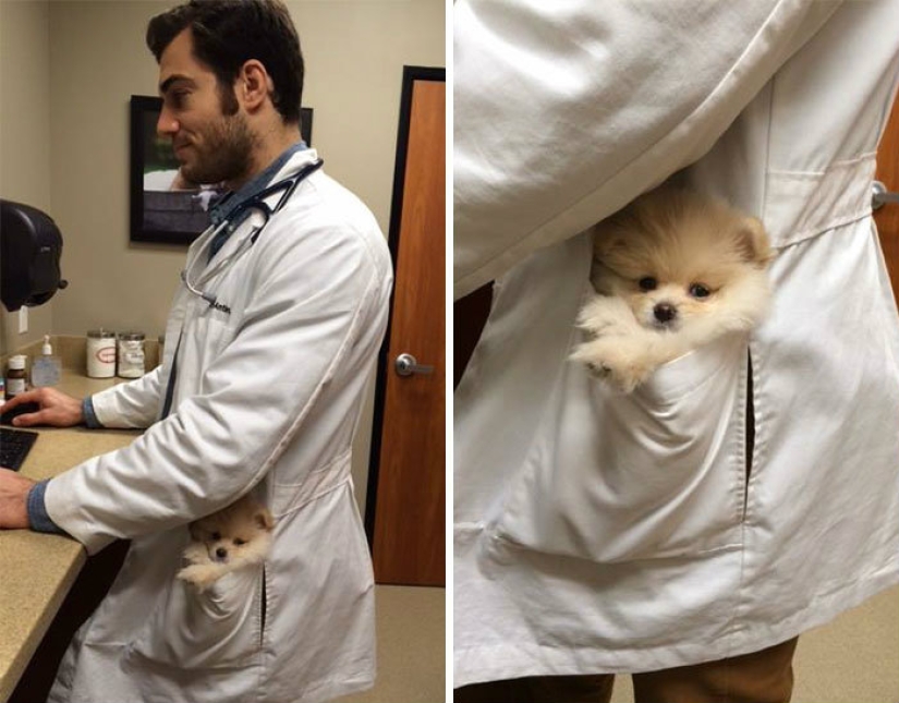 A dog can be funny: it's hard to look at these best friends of a person without a smile