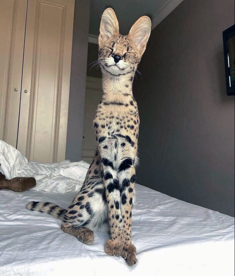“A Few Sizes Too Big”: 20 Animals That Were Gifted With Enormous Ears