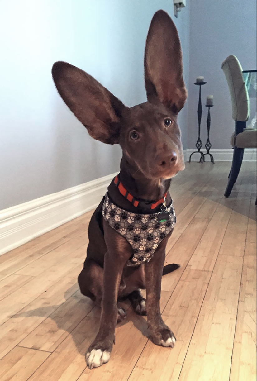 “A Few Sizes Too Big”: 20 Animals That Were Gifted With Enormous Ears