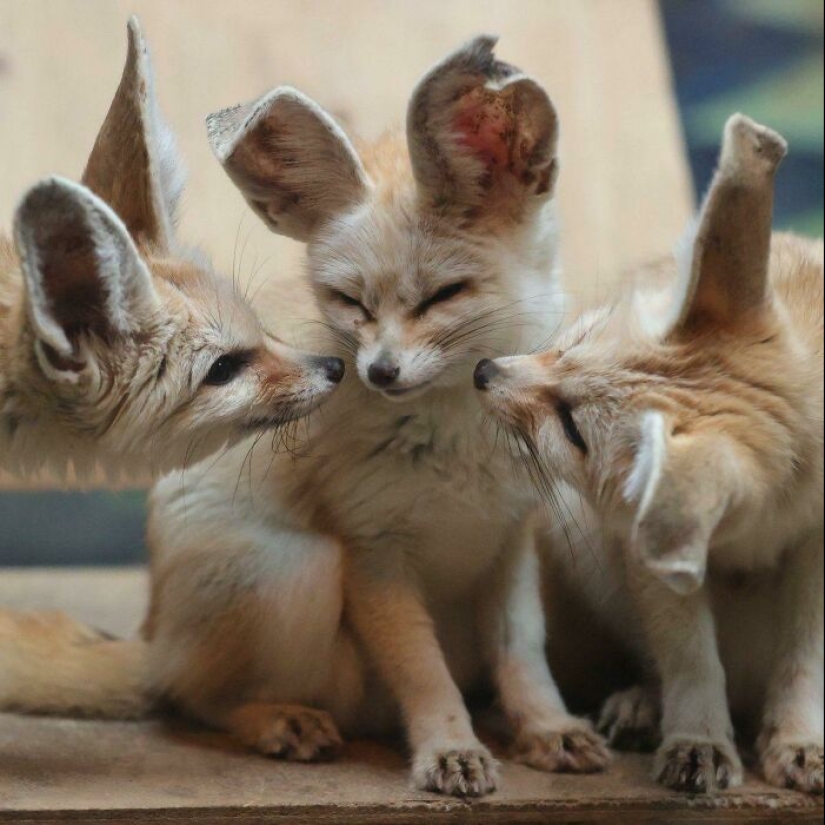 “A Few Sizes Too Big”: 20 Animals That Were Gifted With Enormous Ears