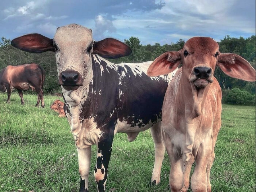 “A Few Sizes Too Big”: 20 Animals That Were Gifted With Enormous Ears