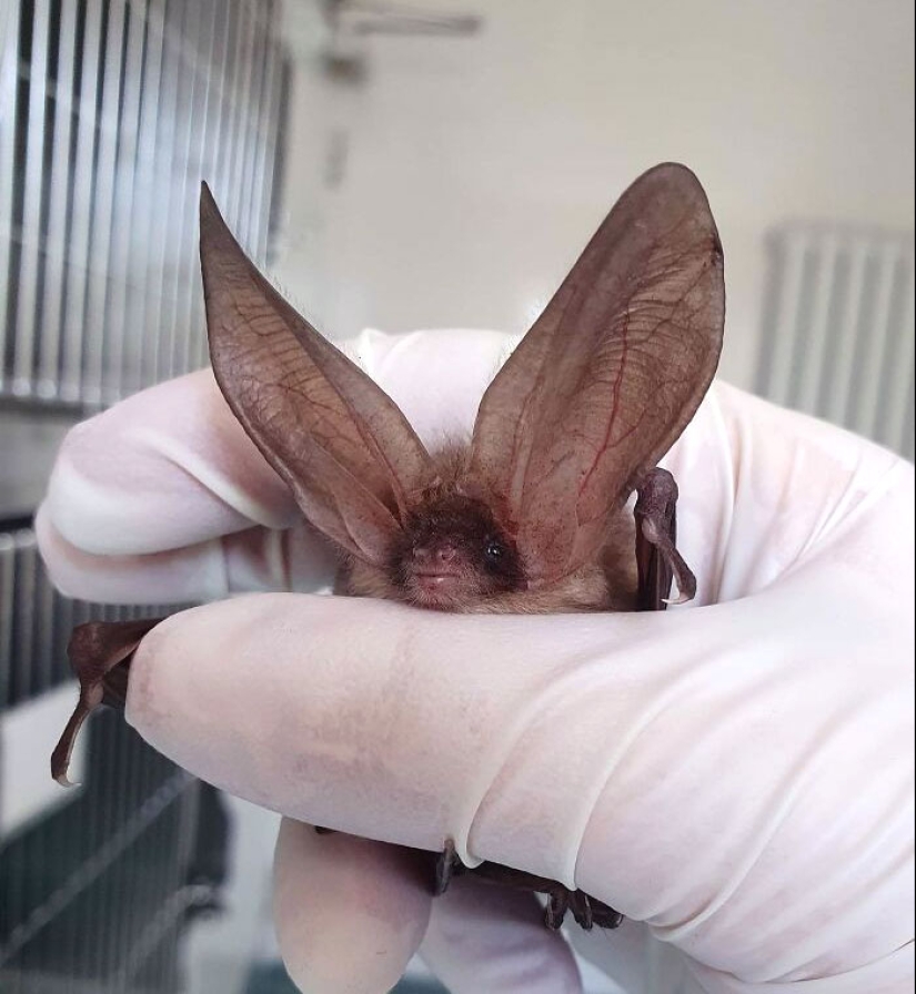 “A Few Sizes Too Big”: 20 Animals That Were Gifted With Enormous Ears