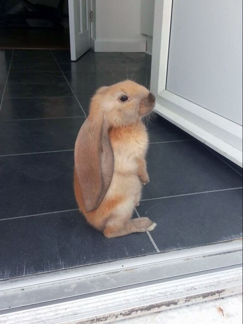 “A Few Sizes Too Big”: 20 Animals That Were Gifted With Enormous Ears