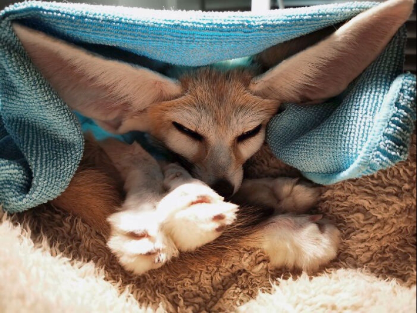“A Few Sizes Too Big”: 20 Animals That Were Gifted With Enormous Ears