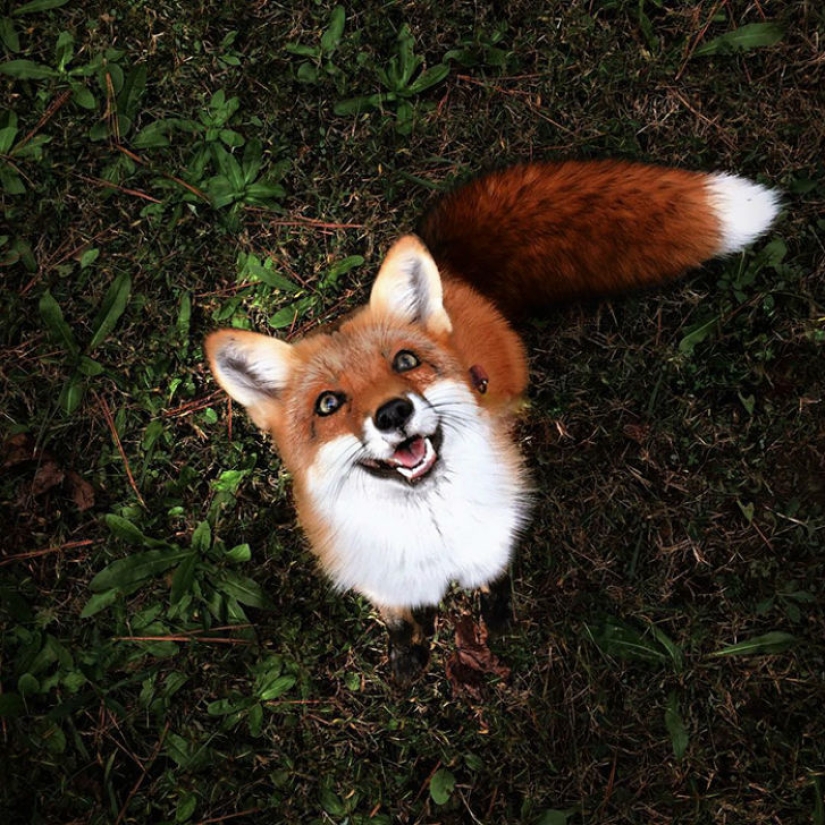 A fox that loves to hunt for an invisible mouse in a sheet