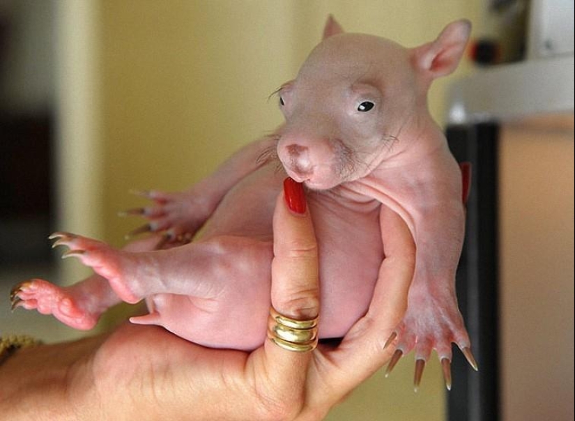 A funny and strange sight: bald animals