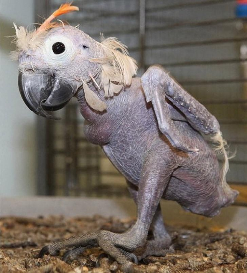 A funny and strange sight: bald animals