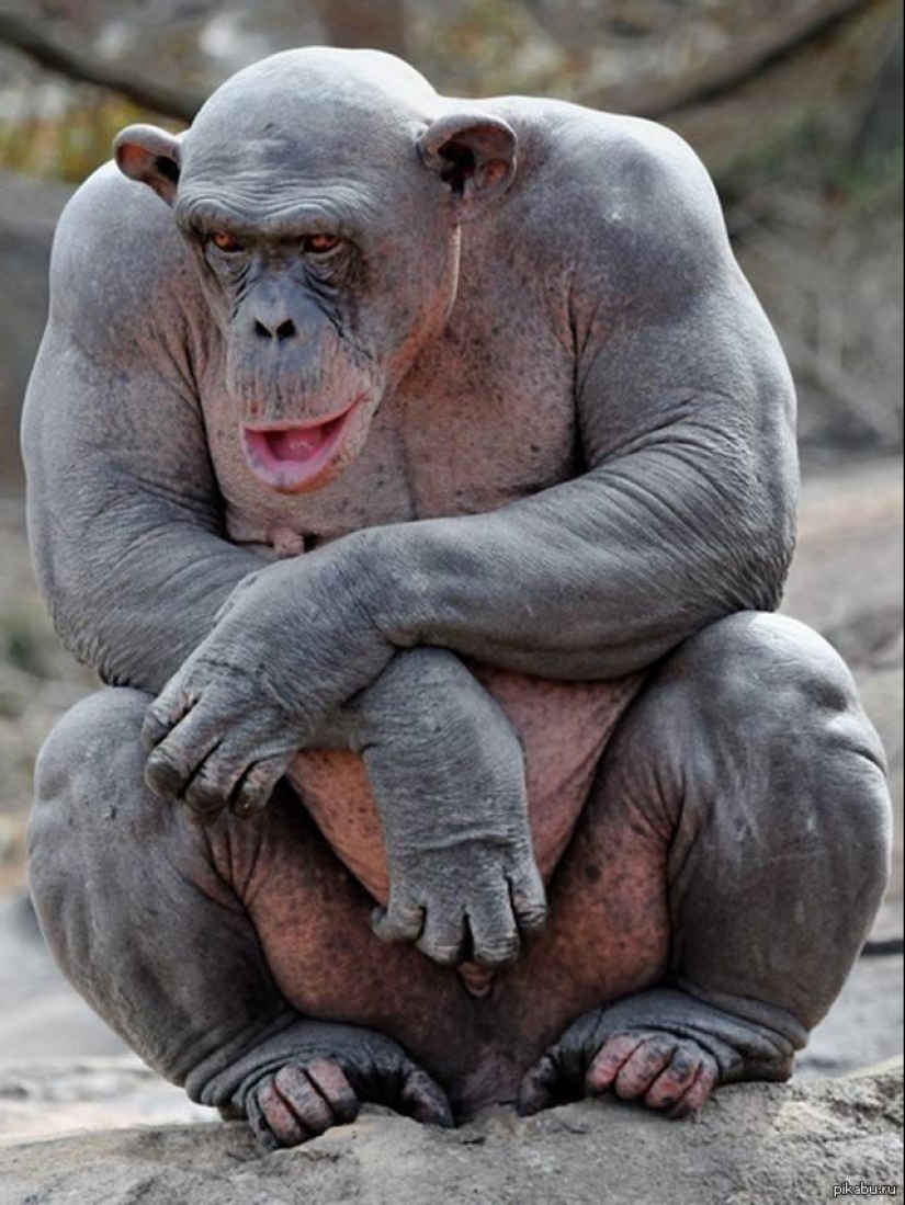 A funny and strange sight: bald animals