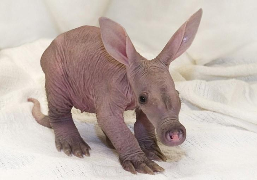 A funny and strange sight: bald animals