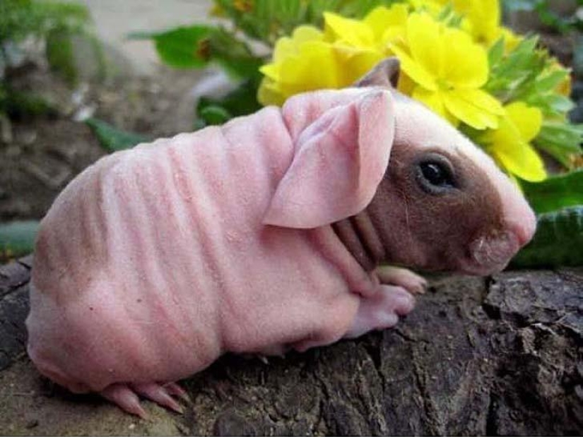 A funny and strange sight: bald animals