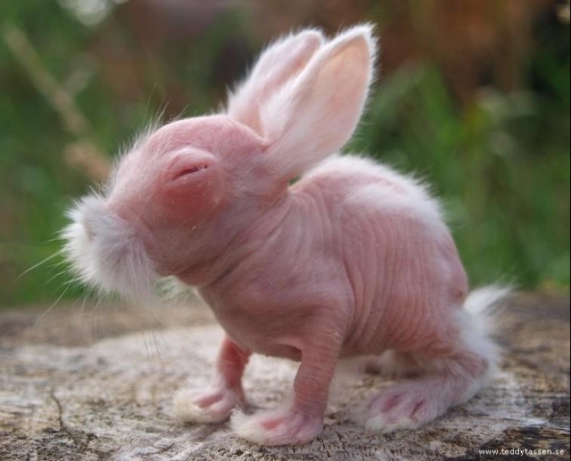 A funny and strange sight: bald animals